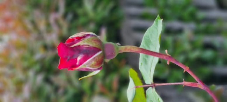 Single red rose bud about to bloom, captured in a natural setting with a blurred background