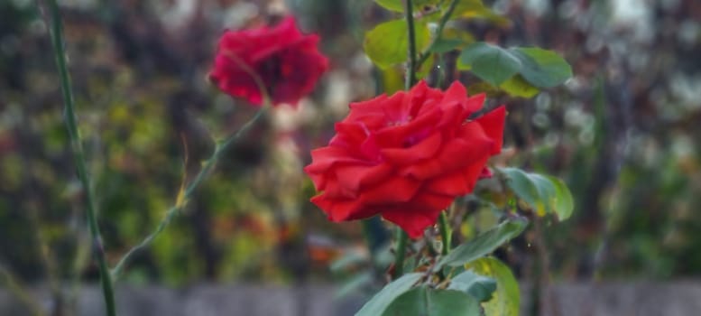Bright red roses bloom against a soft-focus garden backdrop