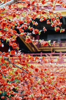 imitation flower, artificial Japanese cherry blossoms in full bloom. Beautiful flowers background.