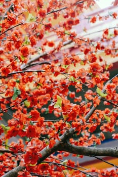 imitation flower, artificial Japanese cherry blossoms in full bloom. Beautiful flowers background.