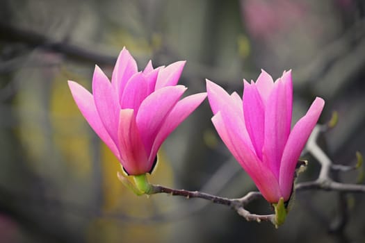 Spring background. Beautiful flowering white-pink tree - Magnolia.