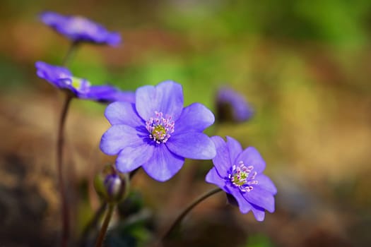 Spring flower. Beautiful blooming first small flowers in the forest. Hepatica. (Hepatica nobilis)