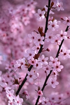 Blossom tree. Nature background. Sunny day. Spring flowers. Beautiful Orchard. Abstract blurred background. Springtime.