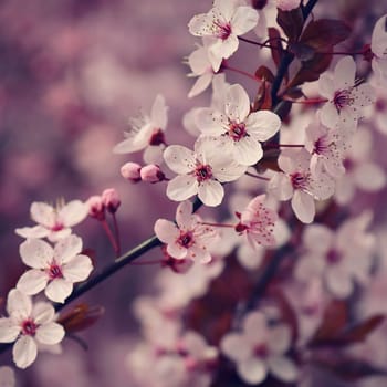 Springtime - Beautiful flowering Japanese cherry - Sakura. Background with flowers on a spring day.