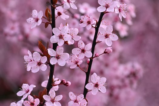 Springtime - Beautiful flowering Japanese cherry - Sakura. Background with flowers on a spring day.