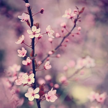 Springtime - Beautiful flowering Japanese cherry - Sakura. Background with flowers on a spring day.