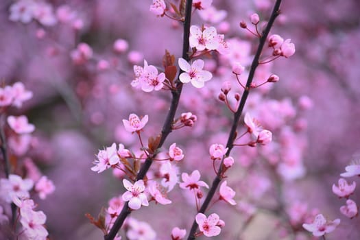 Springtime - Beautiful flowering Japanese cherry - Sakura. Background with flowers on a spring day.