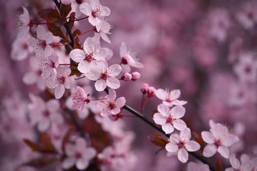 Springtime - Beautiful flowering Japanese cherry - Sakura. Background with flowers on a spring day.