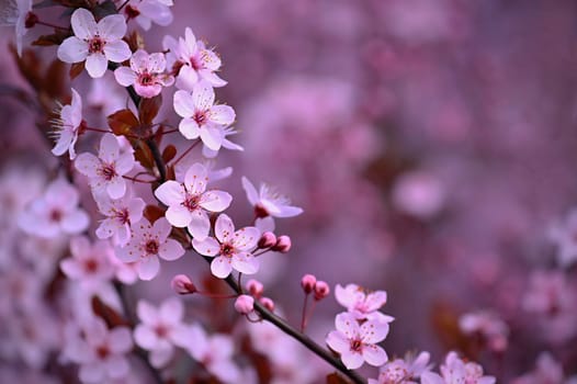 Spring background. Beautiful colorful blooming spring tree. Japanese cherry - Sakura. Nature background.