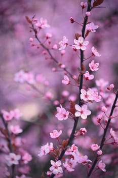 Spring background. Beautiful colorful blooming spring tree. Japanese cherry - Sakura. Nature background.