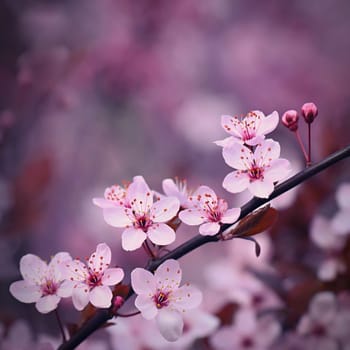 Spring background. Beautiful colorful blooming spring tree. Japanese cherry - Sakura. Nature background.