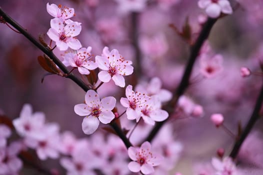 Spring flowers. Beautifully blossoming tree branch. Cherry - Sakura and sun with a natural colored background.