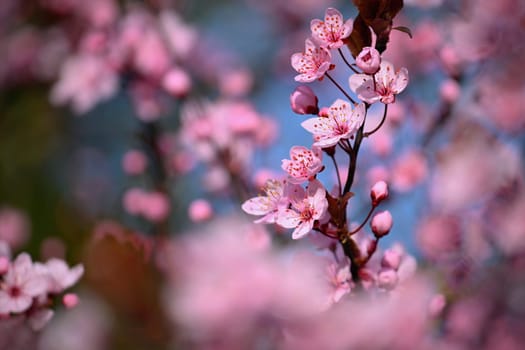 Spring flowers. Beautifully blossoming tree branch. Cherry - Sakura and sun with a natural colored background.