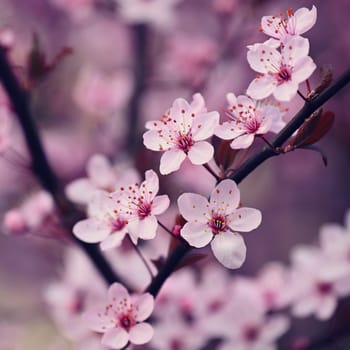 Spring background. Beautiful colorful blooming spring tree. Japanese cherry - Sakura. Nature background.