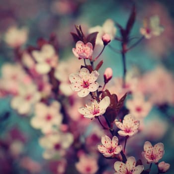 Spring flowers. Beautifully blossoming tree branch. Cherry - Sakura and sun with a natural colored background.