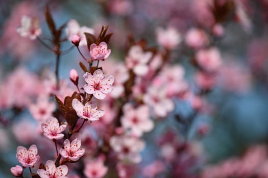 Spring flowers. Beautifully blossoming tree branch. Cherry - Sakura and sun with a natural colored background.