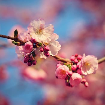 Spring flowers. Beautifully blossoming tree branch. Cherry - Sakura and sun with a natural colored background.