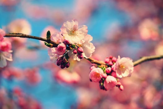 Spring flowers. Beautifully blossoming tree branch. Cherry - Sakura and sun with a natural colored background.