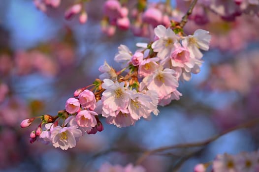 Spring flowers. Beautifully blossoming tree branch. Cherry - Sakura and sun with a natural colored background.