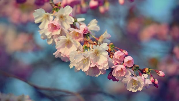 Spring flowers. Beautifully blossoming tree branch. Cherry - Sakura and sun with a natural colored background.