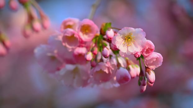 Spring flowers. Beautifully blossoming tree branch. Cherry - Sakura and sun with a natural colored background.