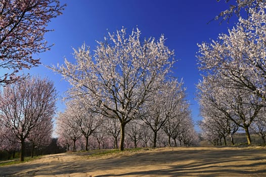 Beautiful nature scene with blooming tree and sun. Easter Sunny day. Spring flowers. Orchard Abstract blurred background in Springtime. Almond tree.