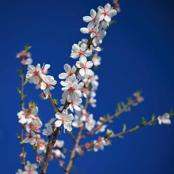 Beautiful nature scene with blooming tree and sun. Easter Sunny day. Spring flowers. Orchard Abstract blurred background in Springtime. Almond tree.