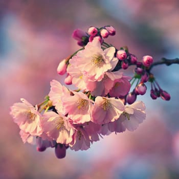 Spring background. Beautiful colorful blooming spring tree. Japanese cherry - Sakura. Nature background.