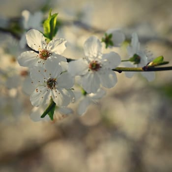 Spring background. Beautiful colorful blooming spring tree. Japanese cherry - Sakura. Nature background.