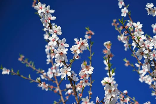 Beautiful nature scene with blooming tree and sun. Easter Sunny day. Spring flowers. Orchard Abstract blurred background in Springtime. Almond tree.