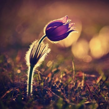 Nice little purple flower in the spring. Beautiful nature background for spring time on the meadow. Pasqueflower flower (Pulsatilla grandis)