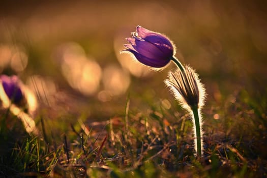 Spring flowers. Beautifully blossoming pasque flower and sun with a natural colored background. (Pulsatilla grandis)