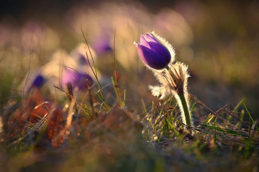 Spring flowers. Beautifully blossoming pasque flower and sun with a natural colored background. (Pulsatilla grandis)