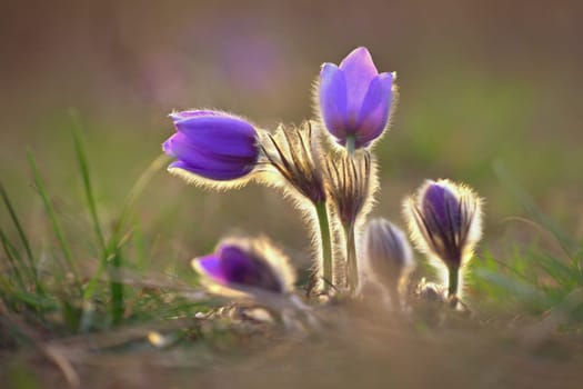 Spring flowers. Beautifully blossoming pasque flower and sun with a natural colored background. (Pulsatilla grandis)