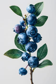 A branch of blueberries, a type of berry, with green leaves on a white background. Blueberries are a staple food and natural produce from a flowering plant