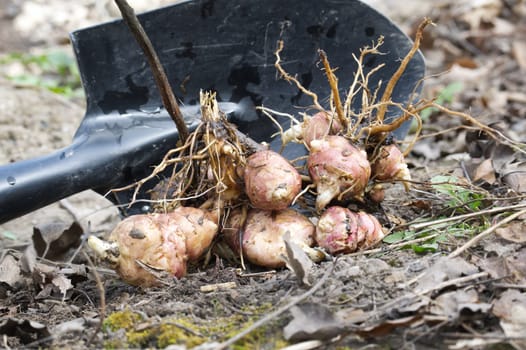 Newly dug or harvested Jerusalem artichoke (Helianthus tuberosus) in a organic family farm field in a low angle view on rich brown earth