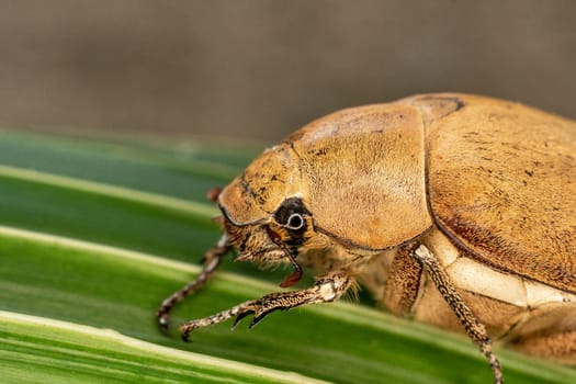 Close up light brown large Insect beetle. Interaction with wild nature beauty fauna Entomology image.