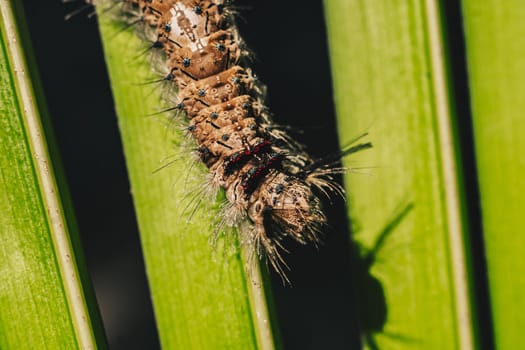 Cute beautiful fluffy light brown large caterpillar on leaf. Interaction with wild nature beauty fauna Entomology image.