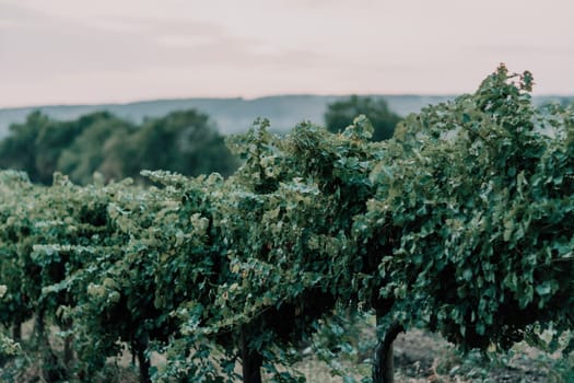 Clusters of ripe sweet grapes among the green leaves of grape bushes. Autumn magic. Smooth rows of vineyards