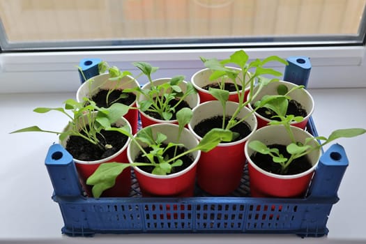 Petunia seedlings grown at home from seeds, planted in paper cups on the windowsill. Gardening and vegetable gardening concept.