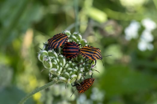 Graphosoma italicum bug beetle insect macro on plant