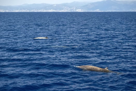 young sperm whale blowing in mediterranean sea liguria italy