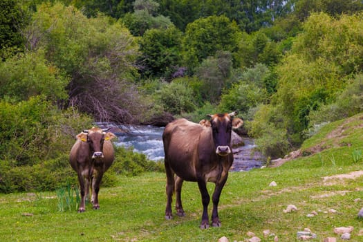 Two brown cows grazing on grassland near a flowing mountain river at summer day.