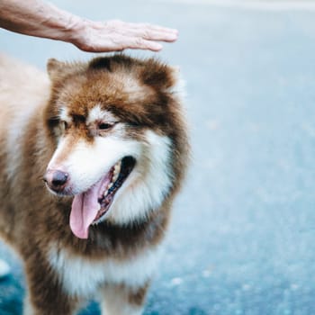 Close-up portrait big white brown Alaskan Malamute dog. Old lady hand takes care about pet.