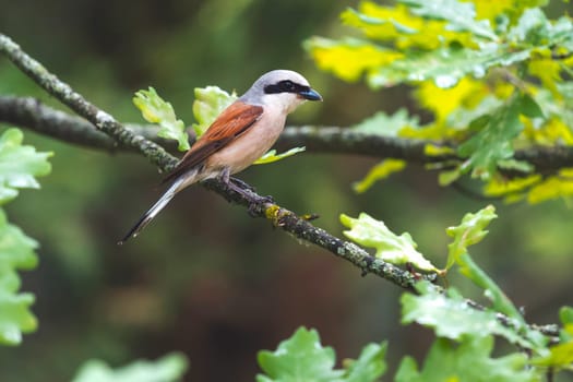 small bird of prey sits among the foliage, wildlife, spring