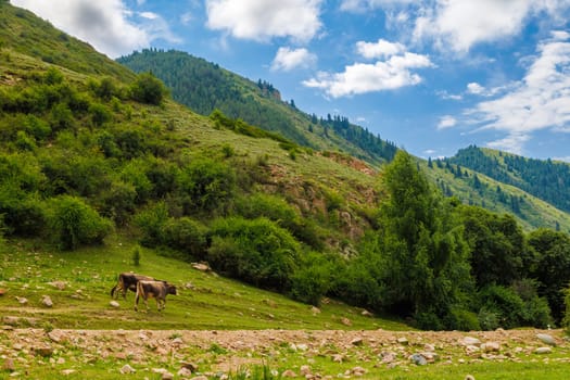 Two cows are peacefully grazing in a lush grassland under a beautiful blue sky, with majestic mountains in the background