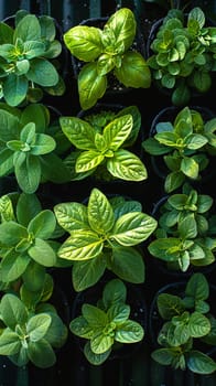 Herb Garden Tends to Culinary Flavors in Business of Gastronomy, Pots and seedlings nurture a plot of flavor and freshness in the culinary business.