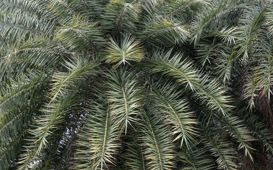 Leaves of silver date palm tree or sugar date palm (Phoenix sylvestris). Green palm leaf in the garden, Space for text, Selective focus.