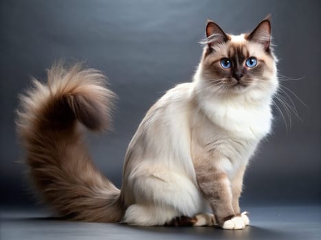 a beautiful purebred cat on a beautiful background. ai generative quality