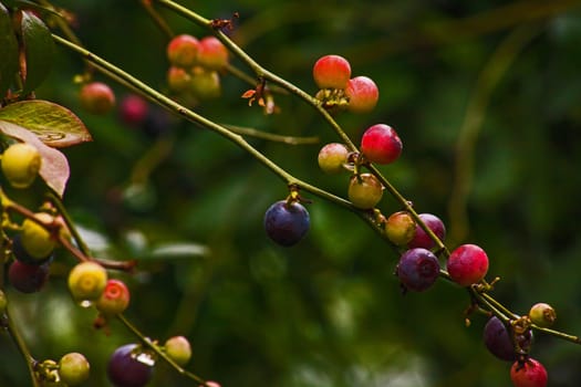 Blueberries (Vaccinium caesariense) naturally ripening on the plant